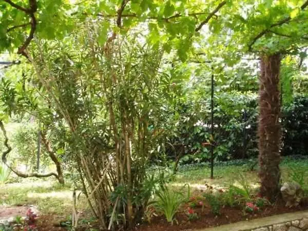 Apartment In Njivice - Insel Krk 47349